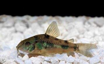 poisson Corydoras paleatus (1)