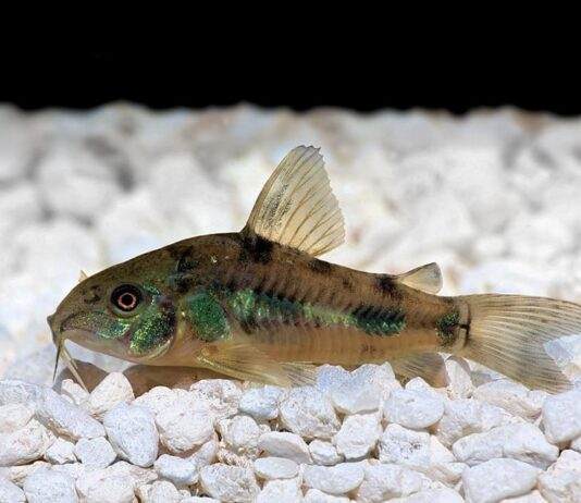 poisson Corydoras paleatus (1)
