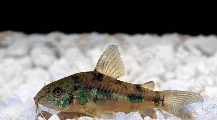 Fiche du poisson Corydoras paleatus poisson Corydoras paleatus (1)