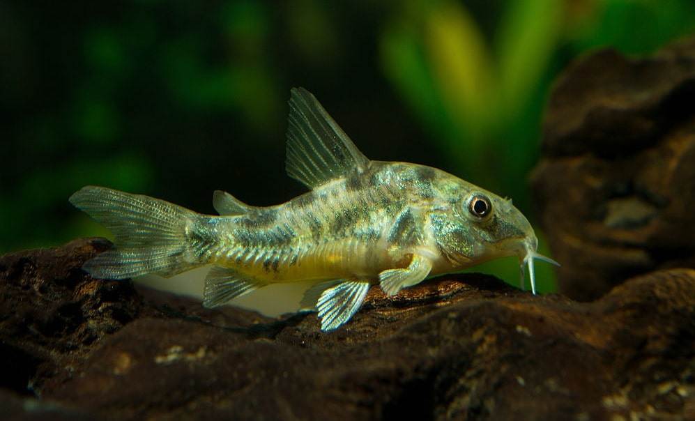 poisson Corydoras paleatus (2)