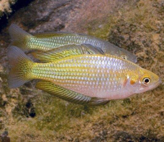 poisson Melanotaenia fluviatilis (2)