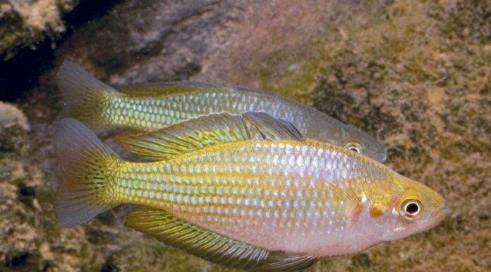 poisson Melanotaenia fluviatilis (2)