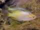 poisson Melanotaenia fluviatilis (2)