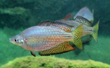 Fiche du poisson Melanotaenia splendida inornata poisson Melanotaenia splendida inornata (2)