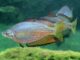 Fiche du poisson Melanotaenia splendida inornata poisson Melanotaenia splendida inornata (2)