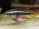 Fiche du poisson Pelvicachromis pulcher poisson Pelvicachromis pulcher (2)