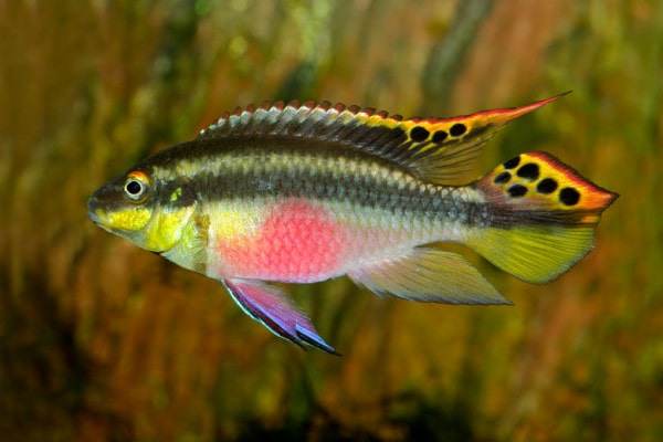 poisson Pelvicachromis pulcher (4)