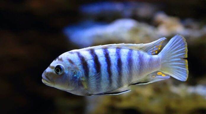 poisson Pseudotropheus saulosi
