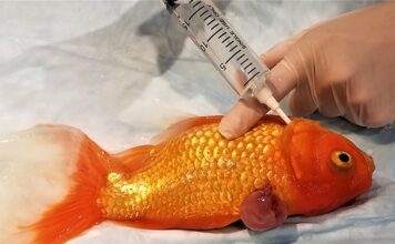 Comment soigner les poissons d’aquarium soigner les poissons d'aquarium