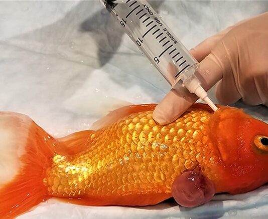 soigner les poissons d'aquarium
