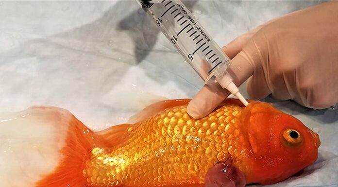 soigner les poissons d'aquarium