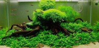 tout savoir sur les plantes d'aquarium