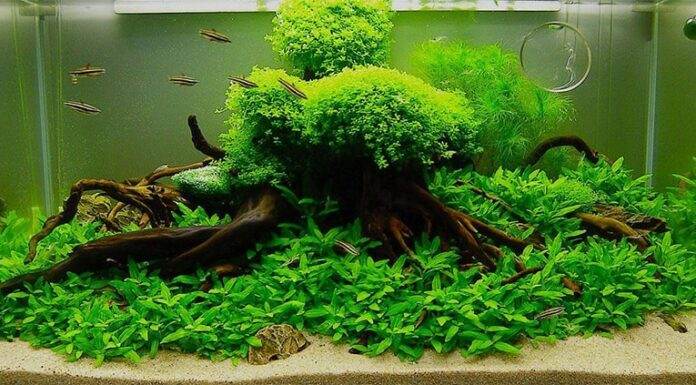 tout savoir sur les plantes d'aquarium