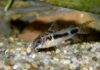 Corydoras habrosus