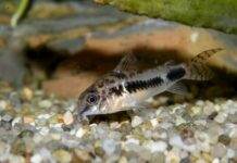 Corydoras habrosus