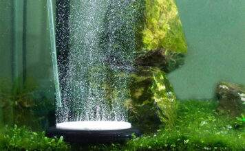 L’oxygène dans l’aquarium L'oxygène dans l'aquarium