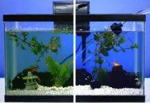 Nettoyage complet d'un aquarium