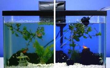 Nettoyage complet d’un aquarium Nettoyage complet d'un aquarium