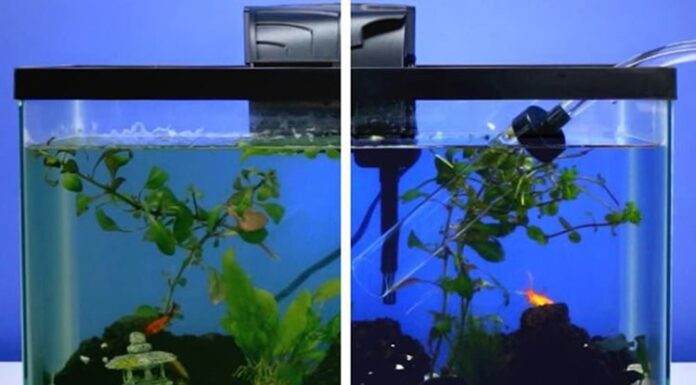 Nettoyage complet d'un aquarium