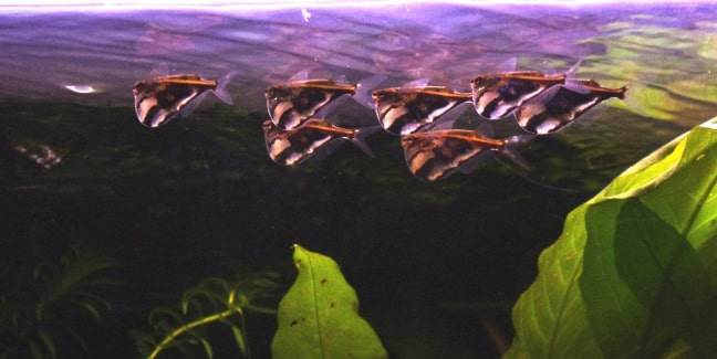 Poisson hachette marbré
