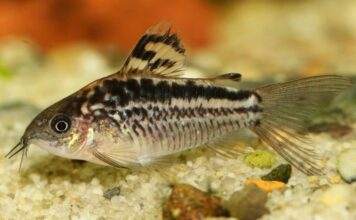 Fiche du poisson Corydoras elegans poisson Corydoras elegans (1)