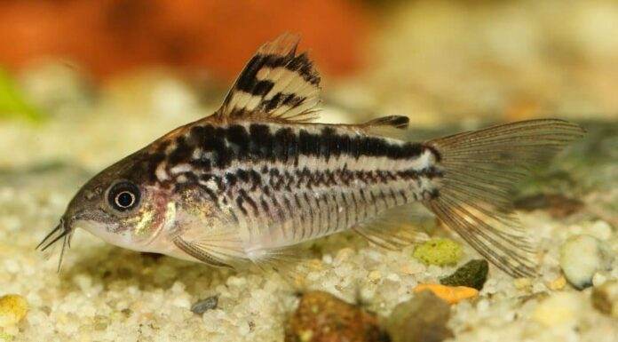 Fiche du poisson Corydoras elegans poisson Corydoras elegans (1)