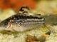 Fiche du poisson Corydoras elegans poisson Corydoras elegans (1)