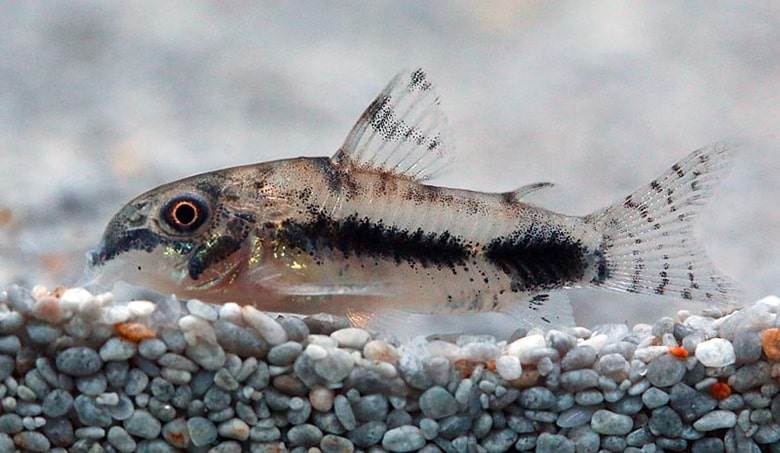 poisson Corydoras habrosus