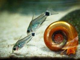 poisson Corydoras hastatus