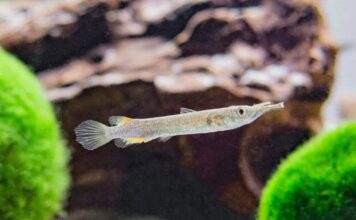 Fiche du poisson Dermogenys pusillus poisson Dermogenys pusillus