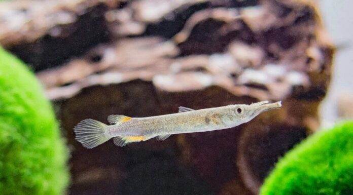 poisson Dermogenys pusillus