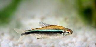 Fiche du poisson Hyphessobrycon herbertaxelrodi poisson Hyphessobrycon herbertaxelrodi