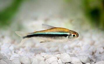 Fiche du poisson Hyphessobrycon herbertaxelrodi poisson Hyphessobrycon herbertaxelrodi