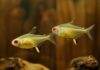 poisson Hyphessobrycon pulchripinnis