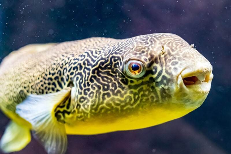 poisson Tetraodon mbu (2)