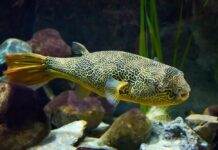 Fiche du poisson Tetraodon mbu poisson Tetraodon mbu