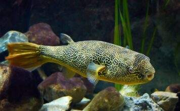 poisson Tetraodon mbu