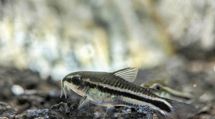 poisson corydoras pygmaeus