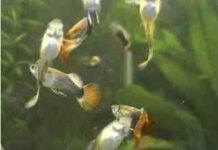 Expérience personnelle dans la reproduction des guppies 3 mois guppies