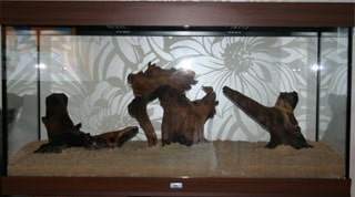 aquarium amazonien (1)
