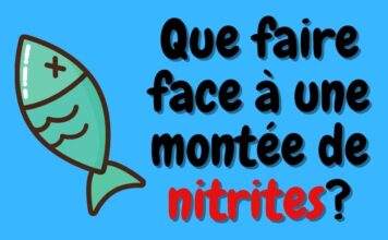 Que faire face à une montée de nitrites? Que faire face à une montée de nitrites?