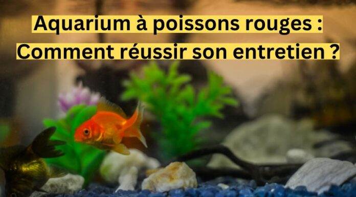 Aquarium à poissons rouges : Comment réussir son entretien ?