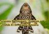 Poissons nettoyeurs Espèces, utilités et différents besoins-min